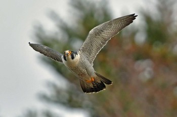 ハヤブサ 青葉山公園 2024年3月17日(日)