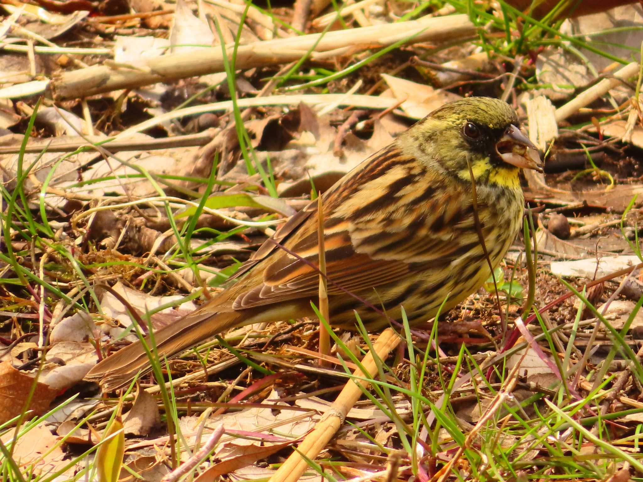 Photo of Masked Bunting at Maioka Park by ゆ