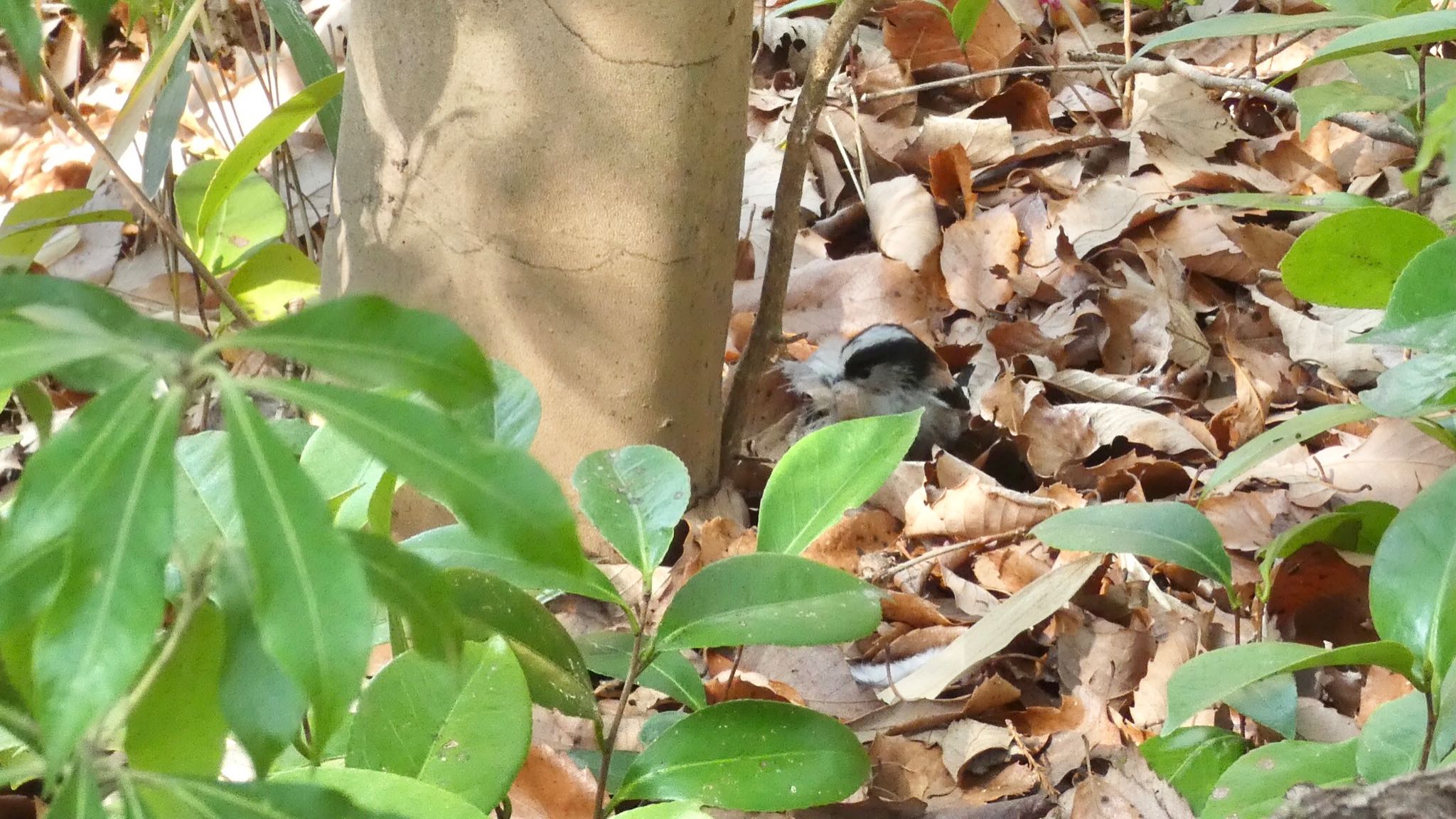 Long-tailed Tit