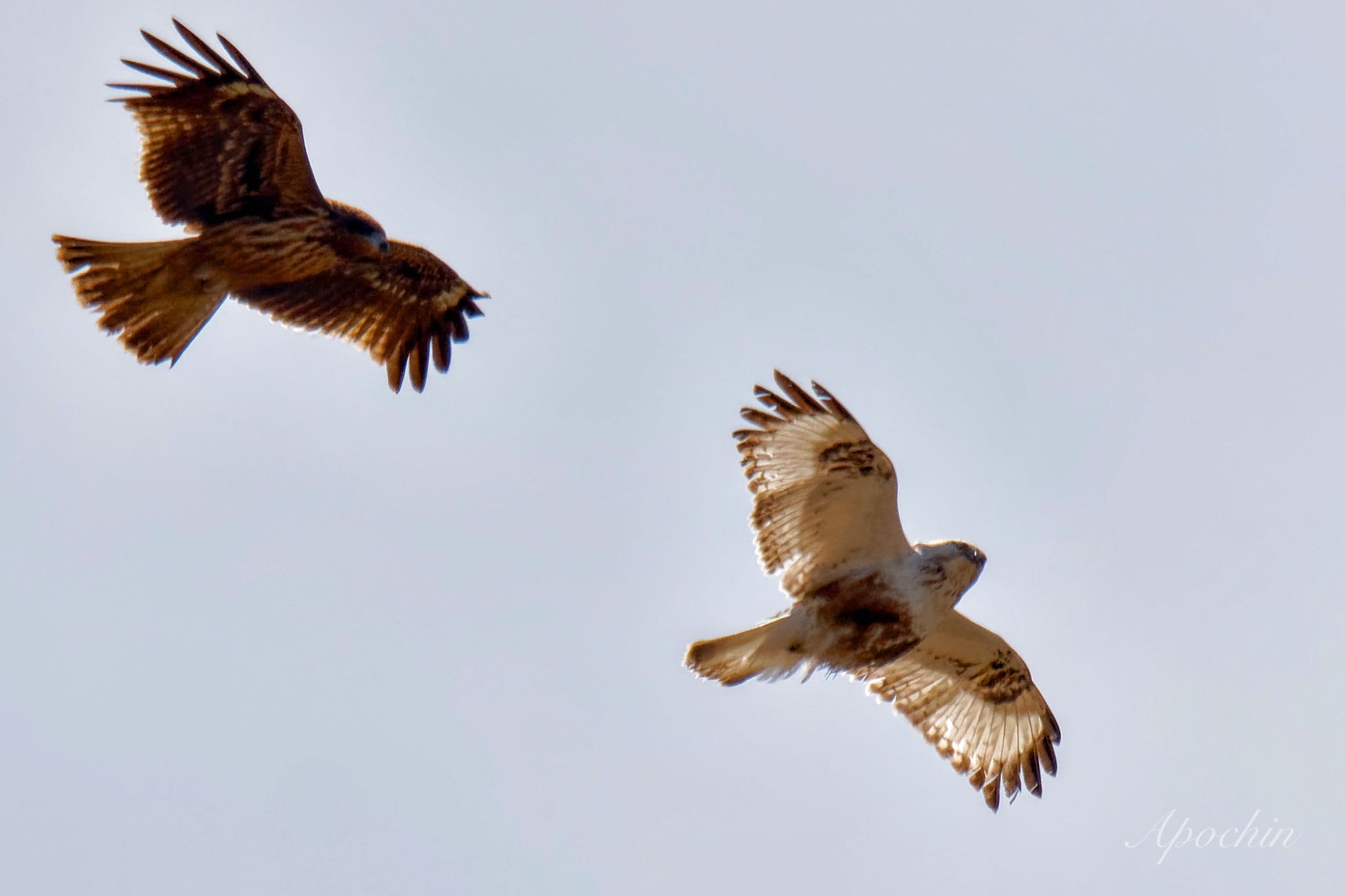 Rough-legged Buzzard