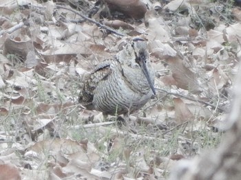 Eurasian Woodcock Maioka Park Sun, 3/17/2024