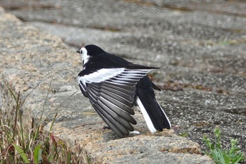 White Wagtail(leucopsis) 台中都会公園(台湾) Mon, 1/29/2024