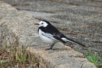 White Wagtail(leucopsis) 台中都会公園(台湾) Mon, 1/29/2024