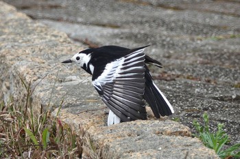 White Wagtail(leucopsis) 台中都会公園(台湾) Mon, 1/29/2024