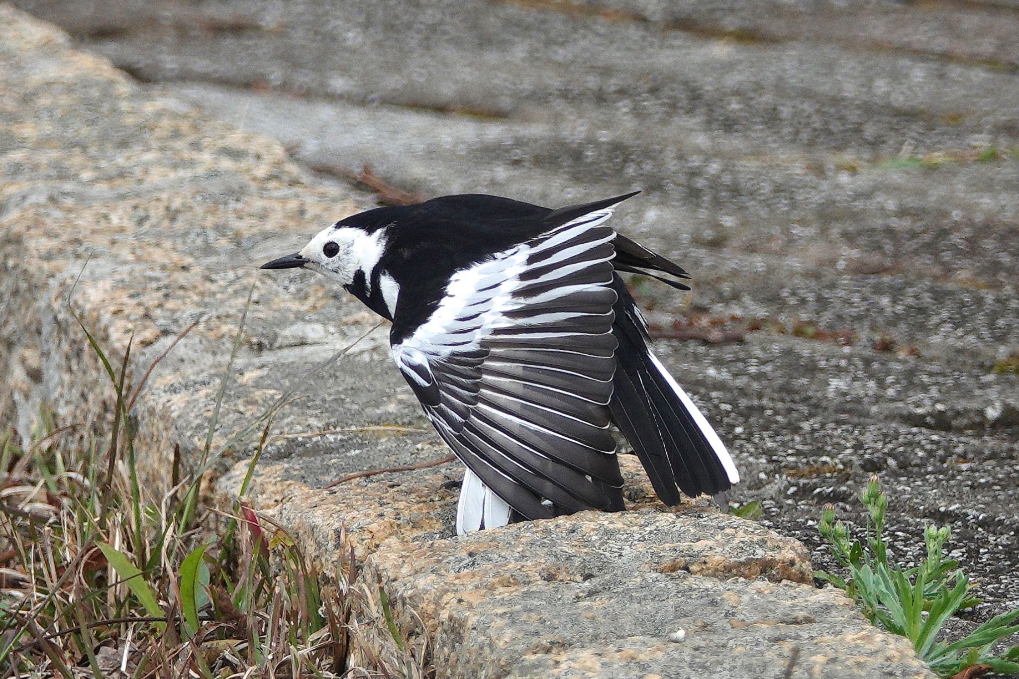 White Wagtail(leucopsis)