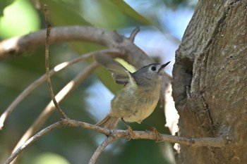 キクイタダキ 秋ヶ瀬公園 こどもの森 2024年3月11日(月)