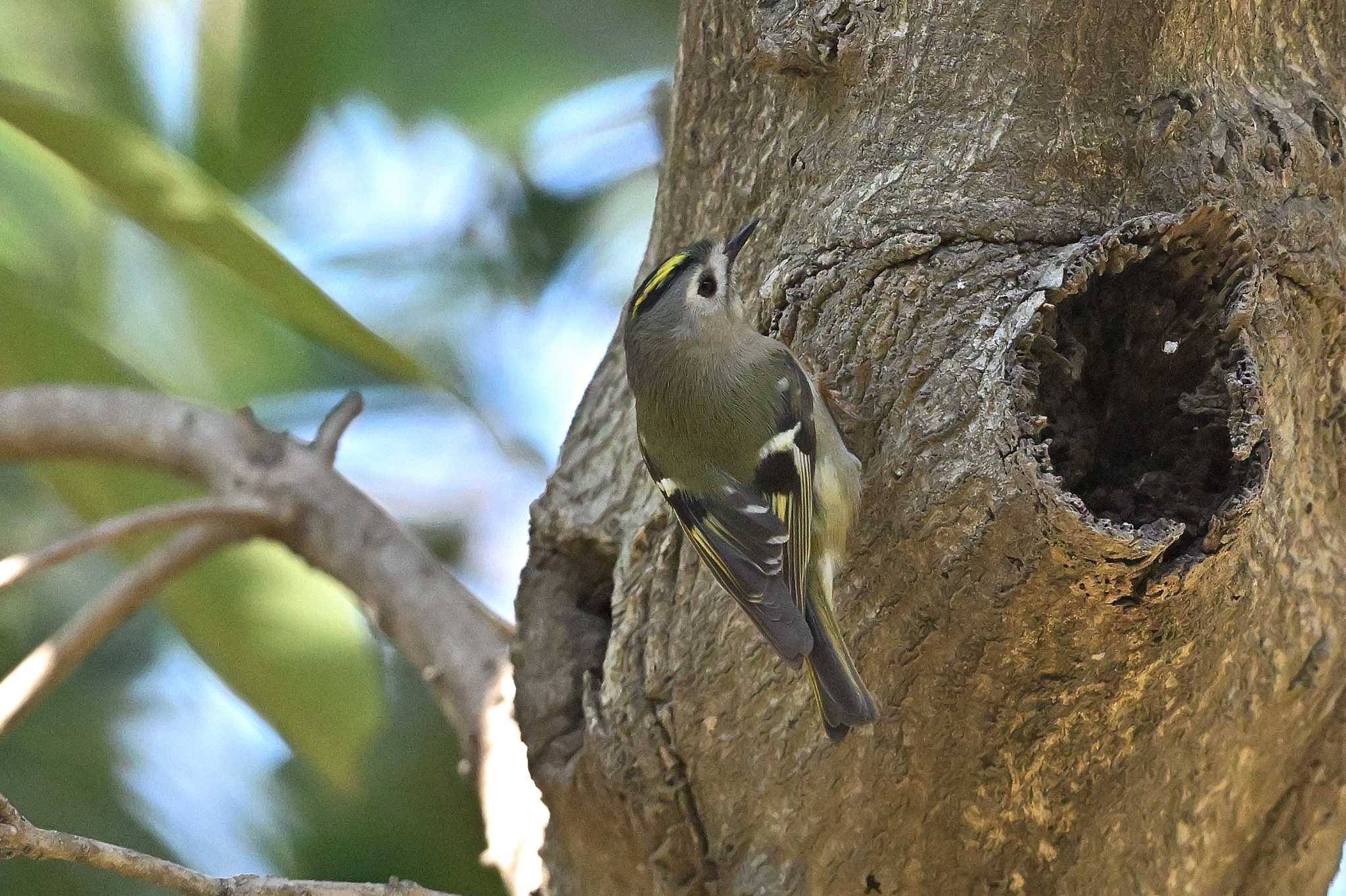 Photo of Goldcrest at 秋ヶ瀬公園 こどもの森 by ask