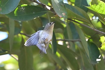 Goldcrest 秋ヶ瀬公園 こどもの森 Mon, 3/11/2024