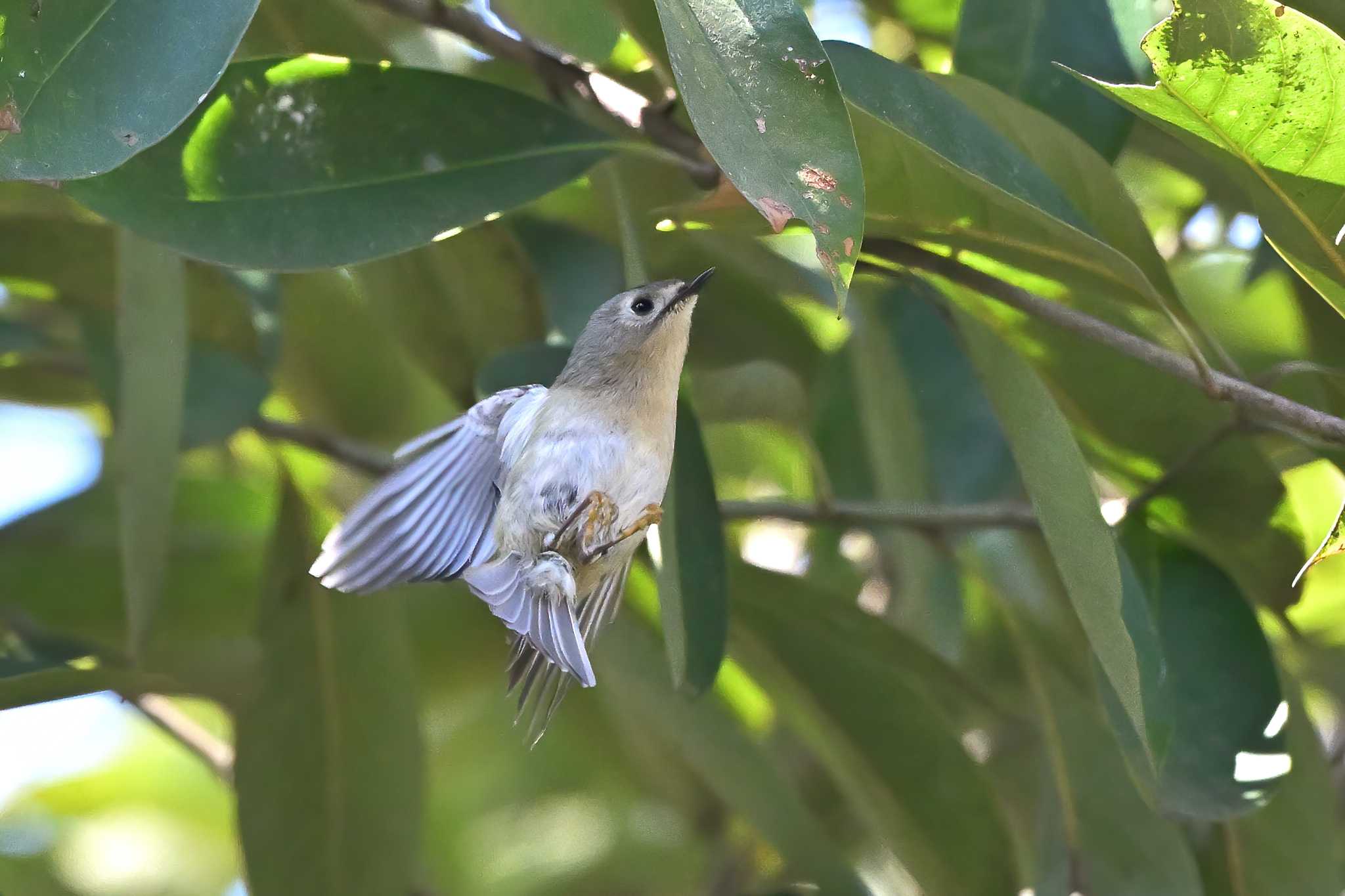 秋ヶ瀬公園 こどもの森 キクイタダキの写真