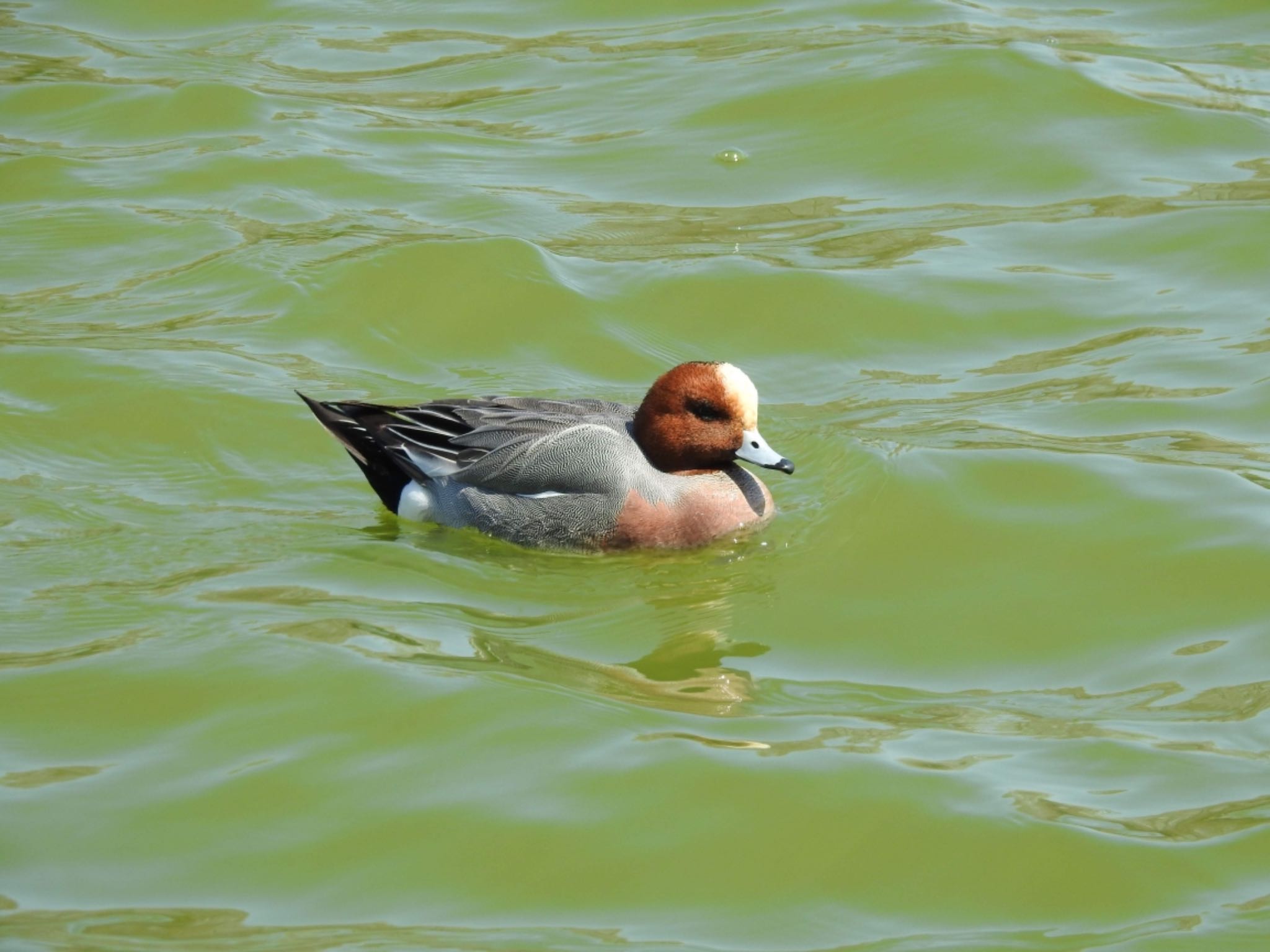 Photo of Eurasian Wigeon at 等々力緑地 by YAMATTE