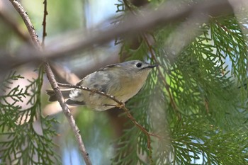 キクイタダキ 秋ヶ瀬公園 こどもの森 2024年3月11日(月)