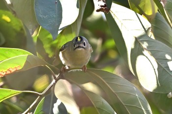 キクイタダキ 秋ヶ瀬公園 こどもの森 2024年3月11日(月)