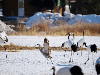 Sandhill Crane Tsurumidai Sun, 2/25/2024