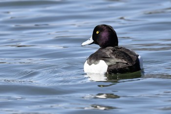 Tufted Duck 洗足池公園 Sun, 3/10/2024