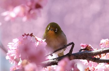 Warbling White-eye 洗足池付近 Sun, 3/10/2024