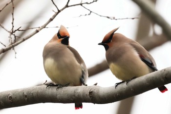 Japanese Waxwing Unknown Spots Tue, 3/12/2024