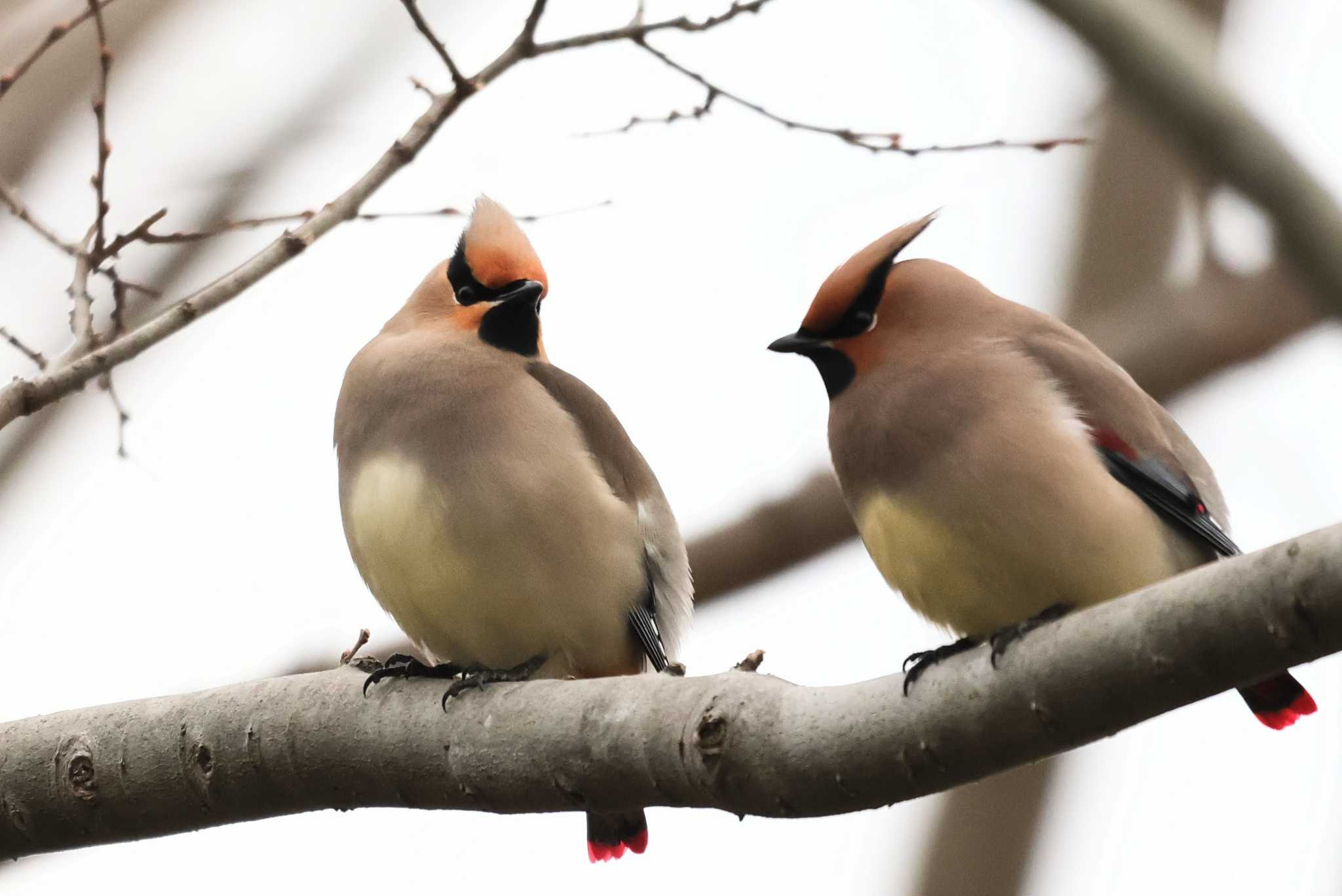 Photo of Japanese Waxwing at  by ひろ
