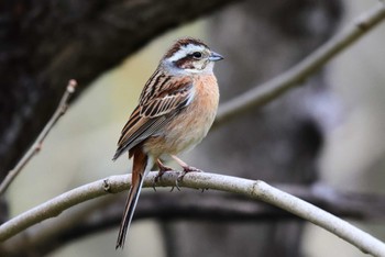 Meadow Bunting Asaba Biotope Tue, 3/12/2024