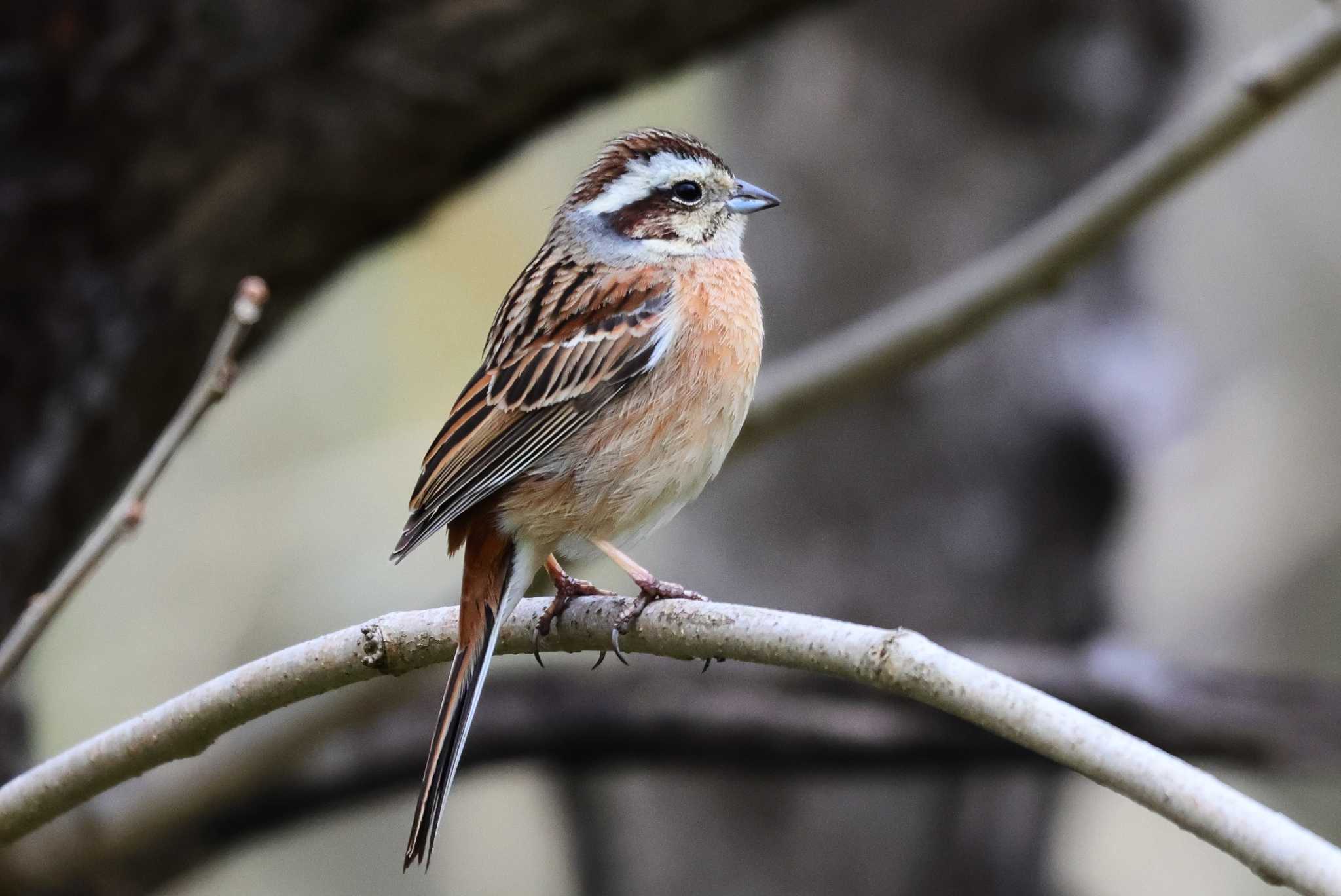 Meadow Bunting