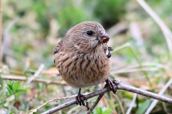 Siberian Long-tailed Rosefinch Asaba Biotope Tue, 3/12/2024