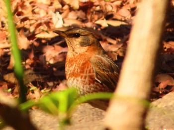 ハチジョウツグミ 六義園 2024年3月13日(水)