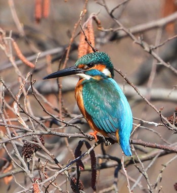 Common Kingfisher Unknown Spots Mon, 2/12/2024