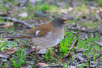 Pale Thrush 石ケ谷公園 Wed, 2/14/2024