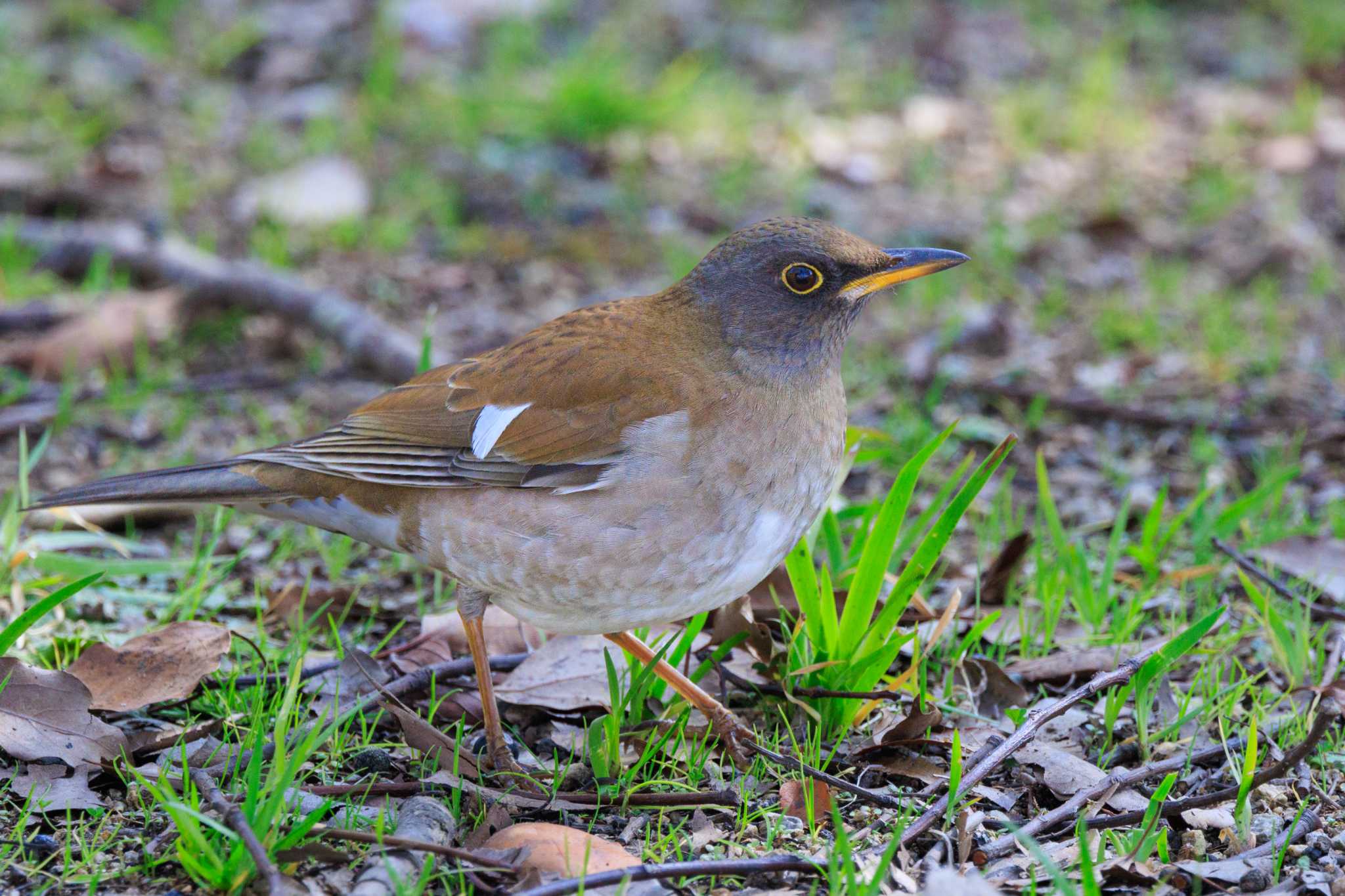 Photo of Pale Thrush at 石ケ谷公園 by ときのたまお