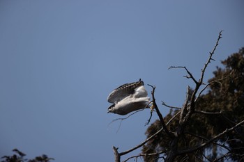 Eurasian Goshawk Inokashira Park Sat, 3/16/2024