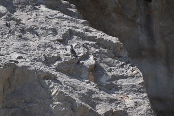 Blue Rock Thrush 江ノ島 Fri, 3/15/2024