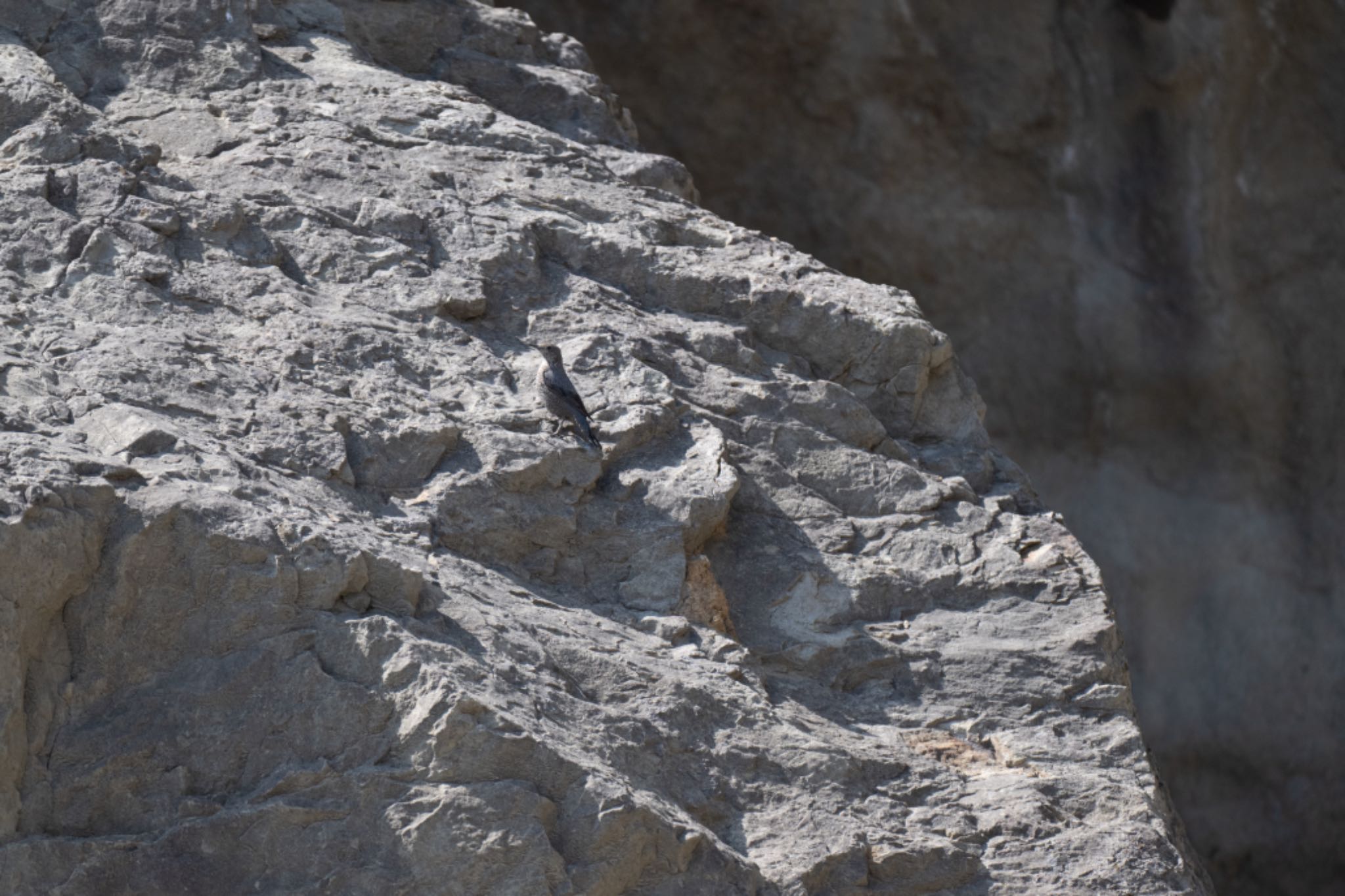 Photo of Blue Rock Thrush at 江ノ島 by アカウント5644