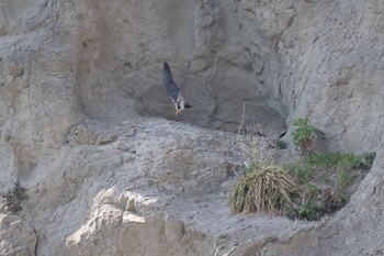 Peregrine Falcon 江ノ島 Fri, 3/15/2024