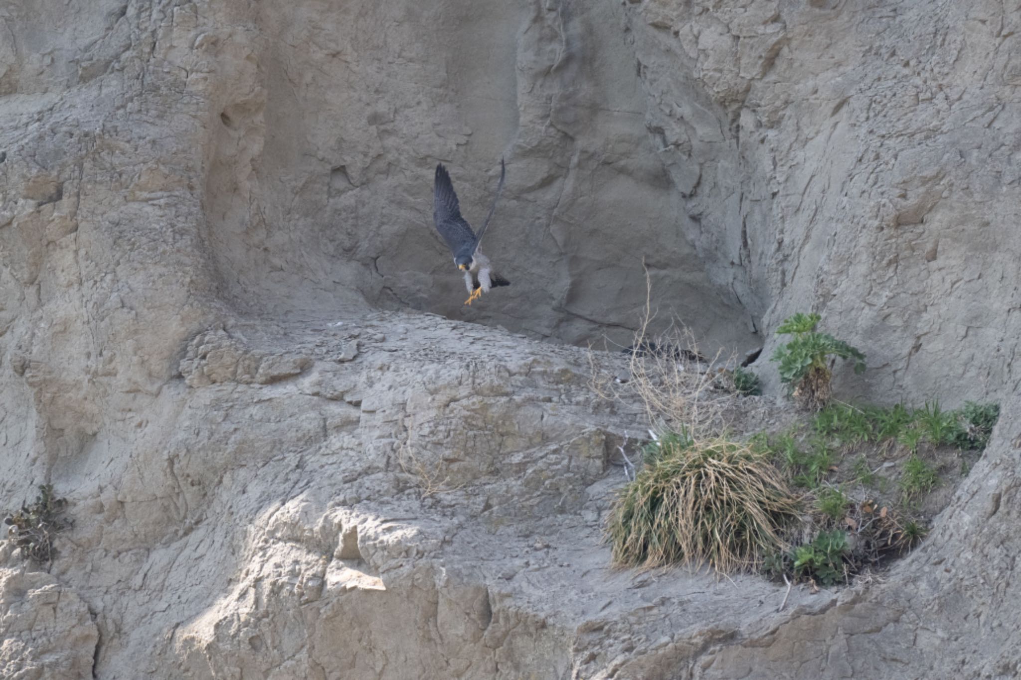 Photo of Peregrine Falcon at 江ノ島 by アカウント5644