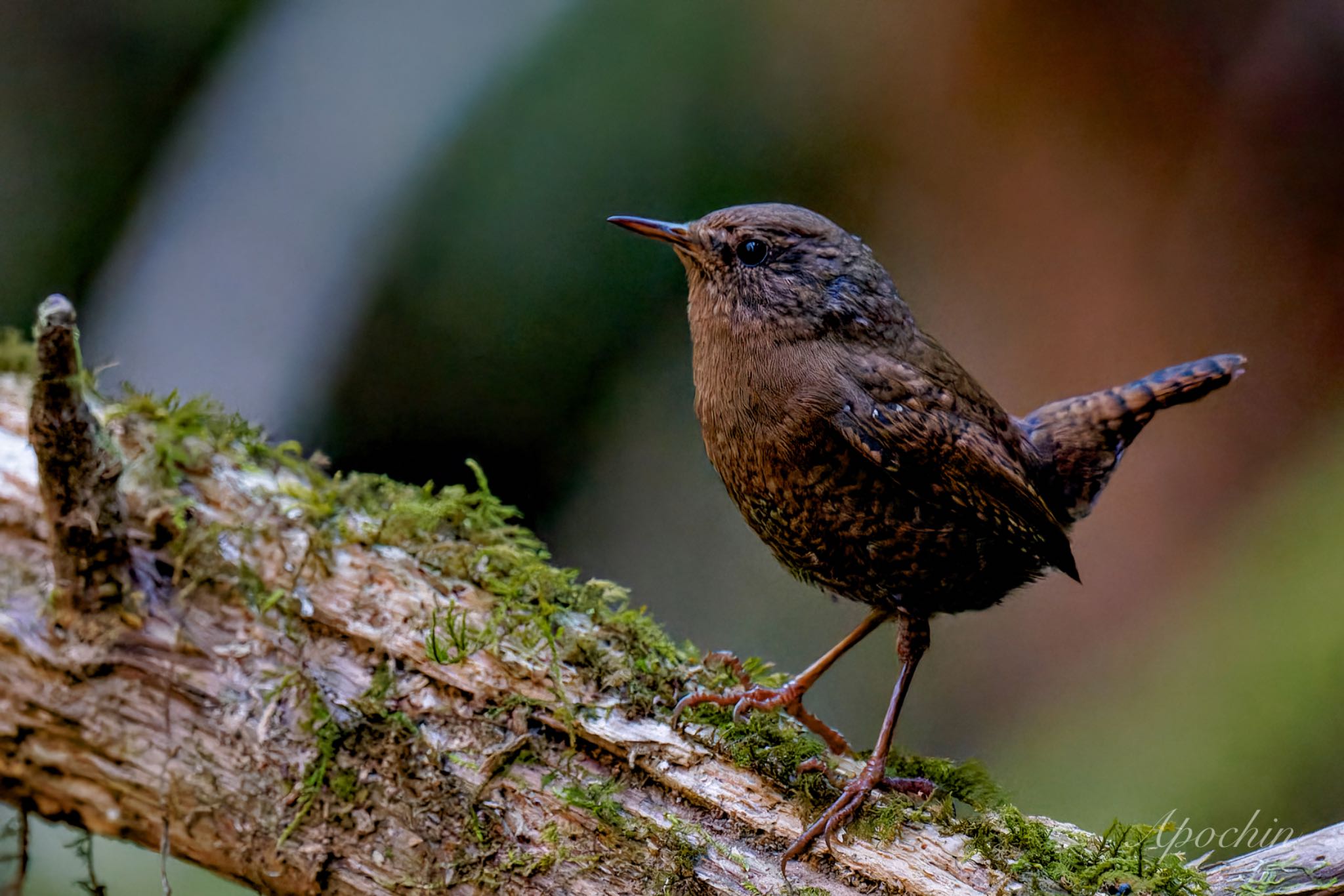 Photo of Eurasian Wren at Hayatogawa Forest Road by アポちん