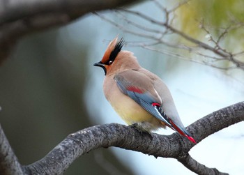 Japanese Waxwing 大室公園 Sun, 3/17/2024