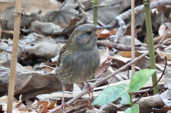 2024年2月18日(日) 石神井公園の野鳥観察記録