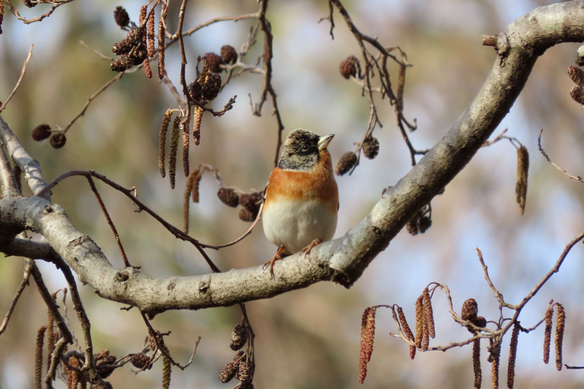 Brambling