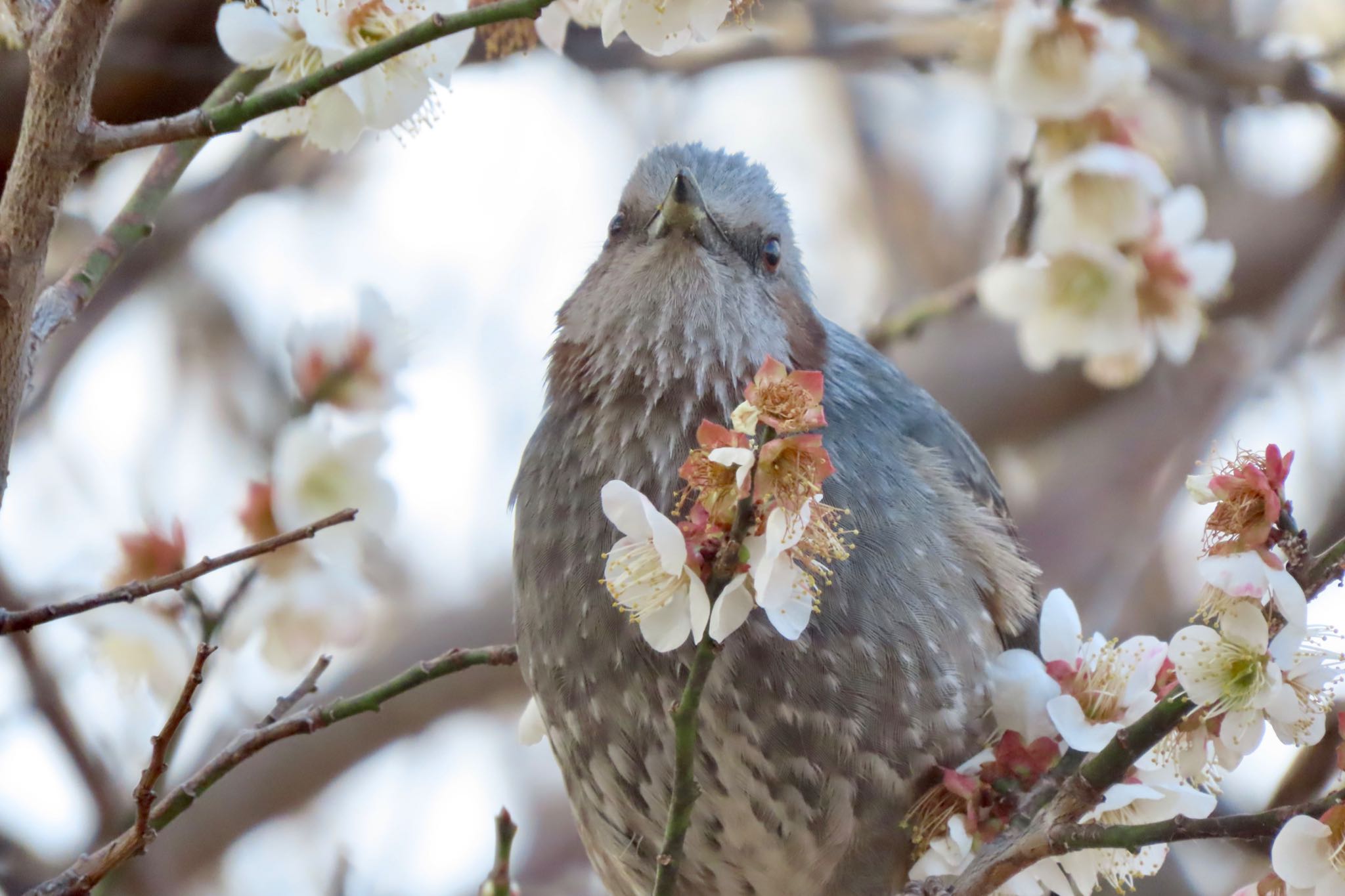 石神井公園 ヒヨドリの写真 by 中学生探鳥家