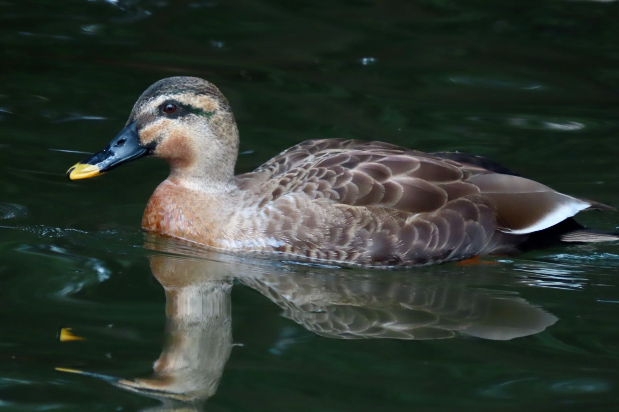 石神井公園 マガモ x カルガモの写真 by 中学生探鳥家