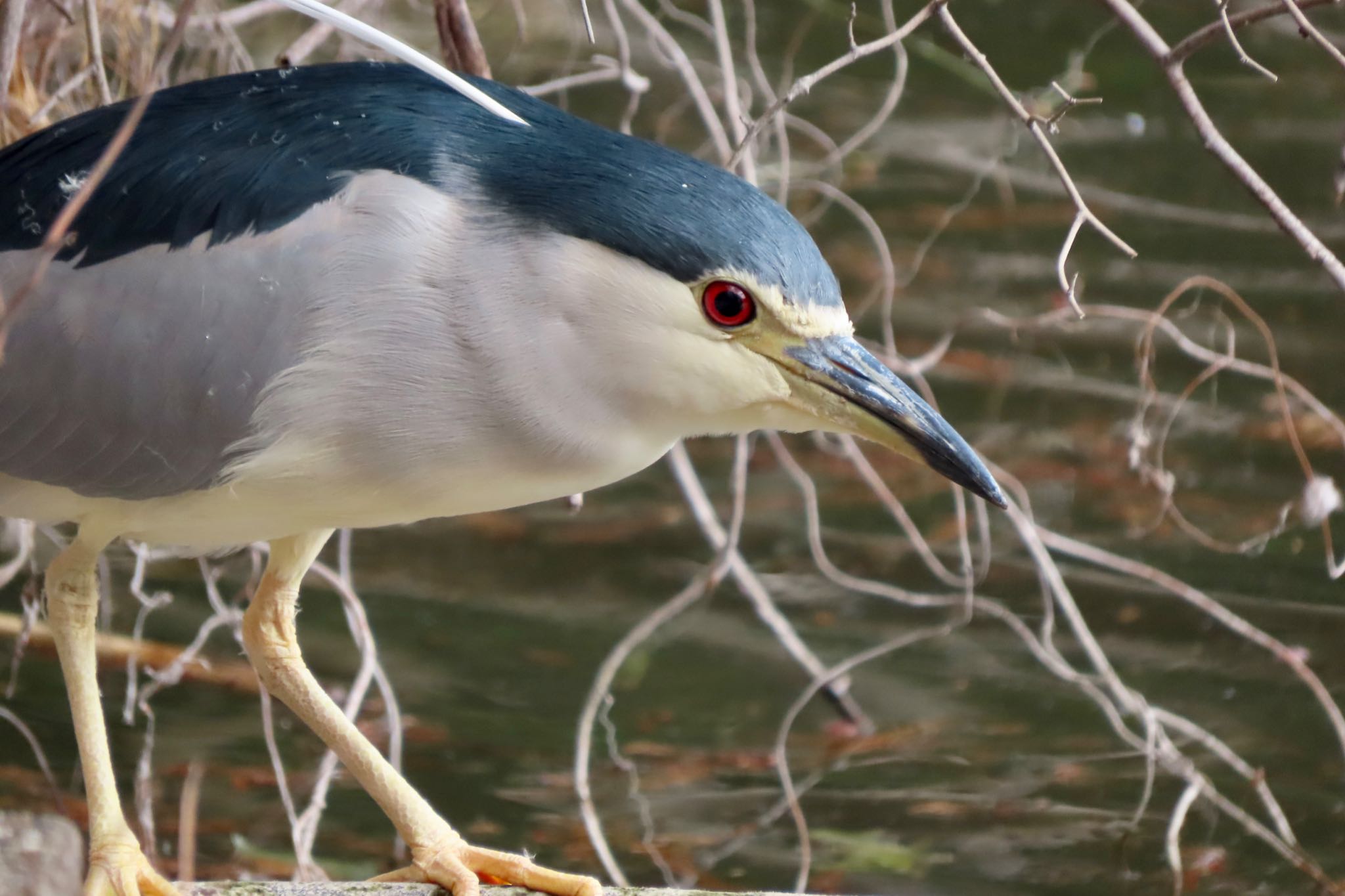 Black-crowned Night Heron