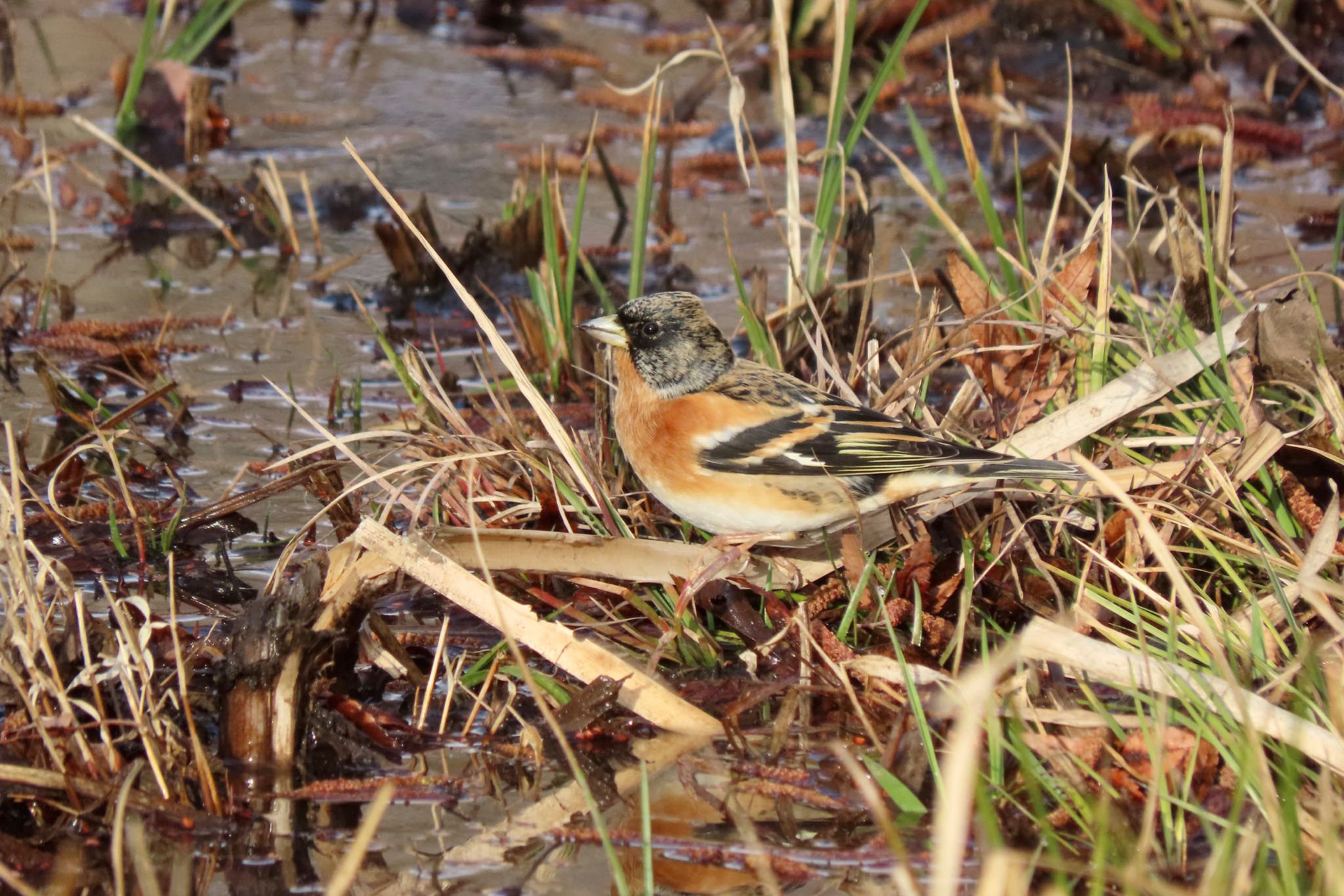 Brambling