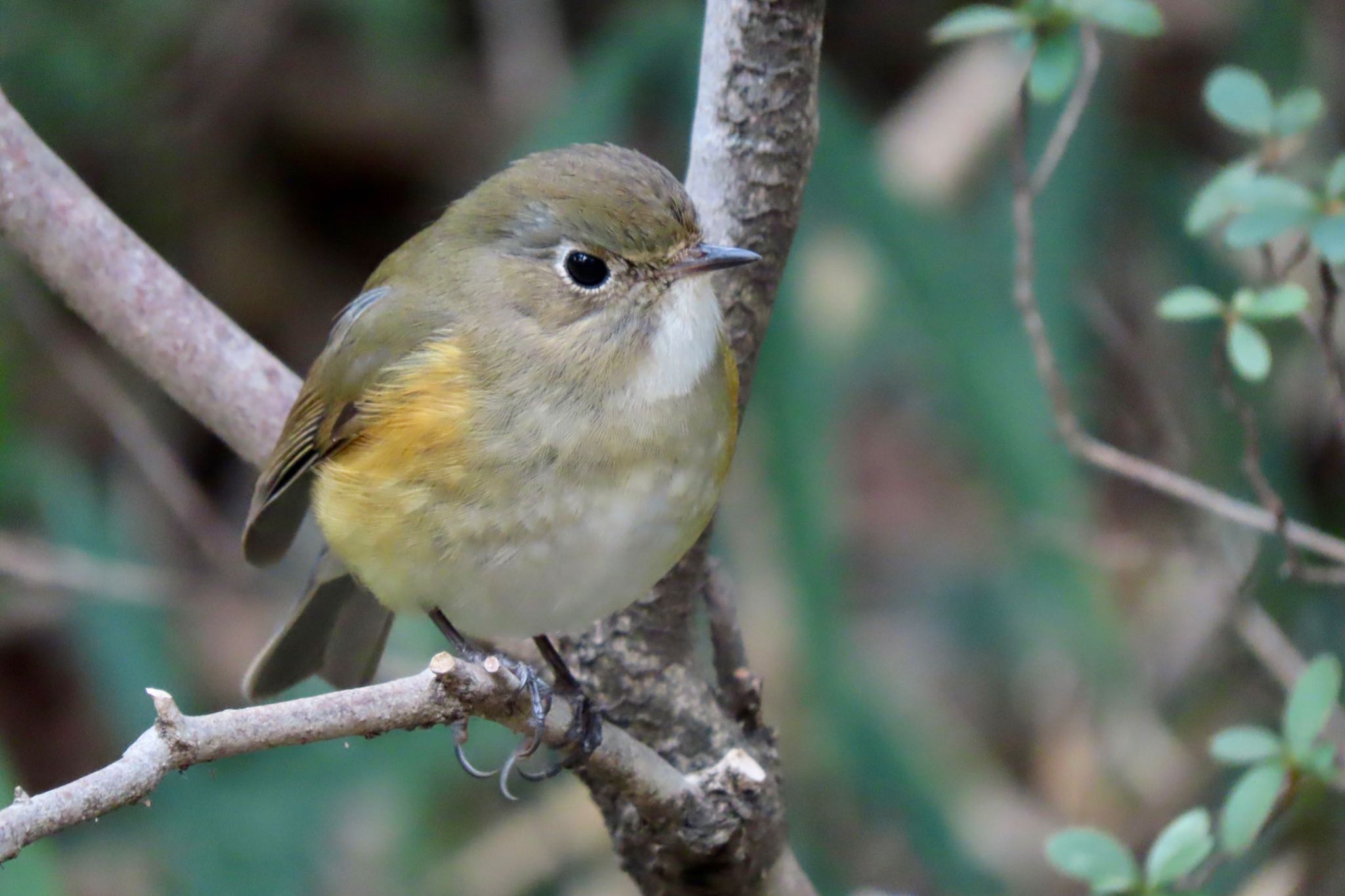 Red-flanked Bluetail