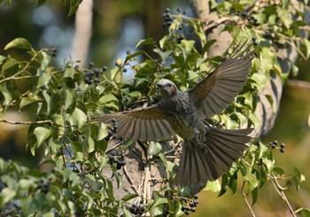 Brown-eared Bulbul 東京都立桜ヶ丘公園(聖蹟桜ヶ丘) Sat, 3/16/2024