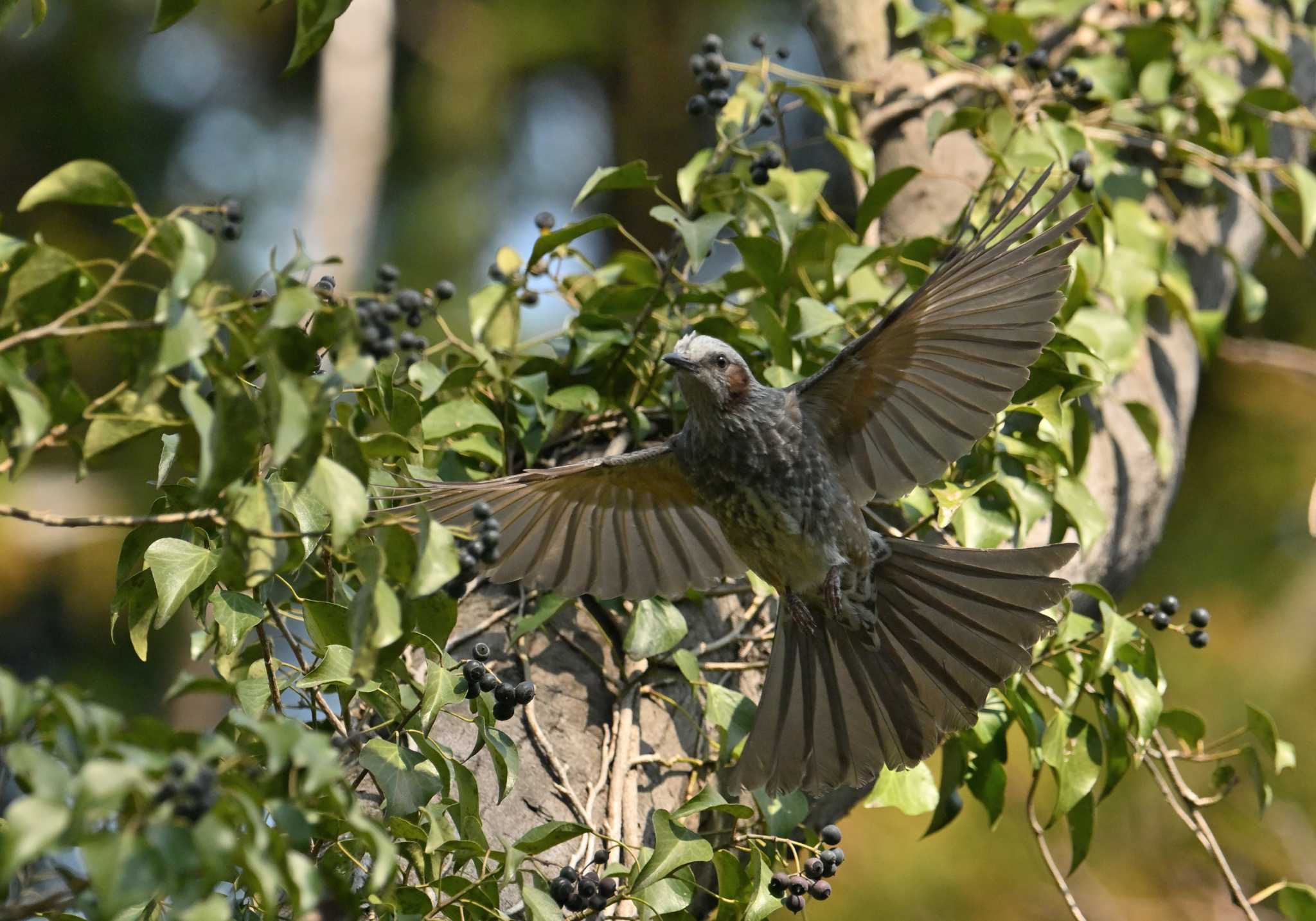 Brown-eared Bulbul