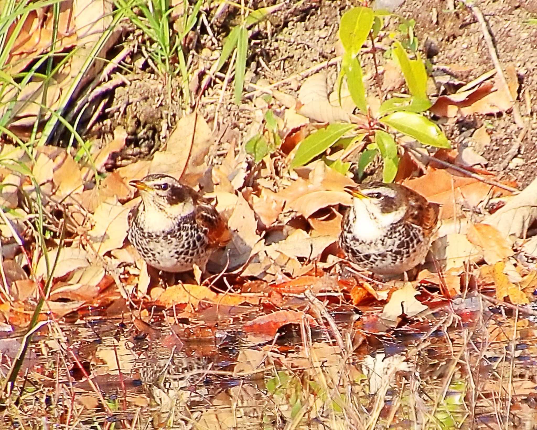 大仙公園 ツグミの写真