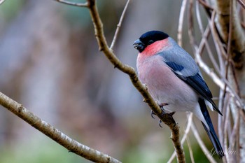 Eurasian Bullfinch(rosacea) Hayatogawa Forest Road Sat, 3/16/2024