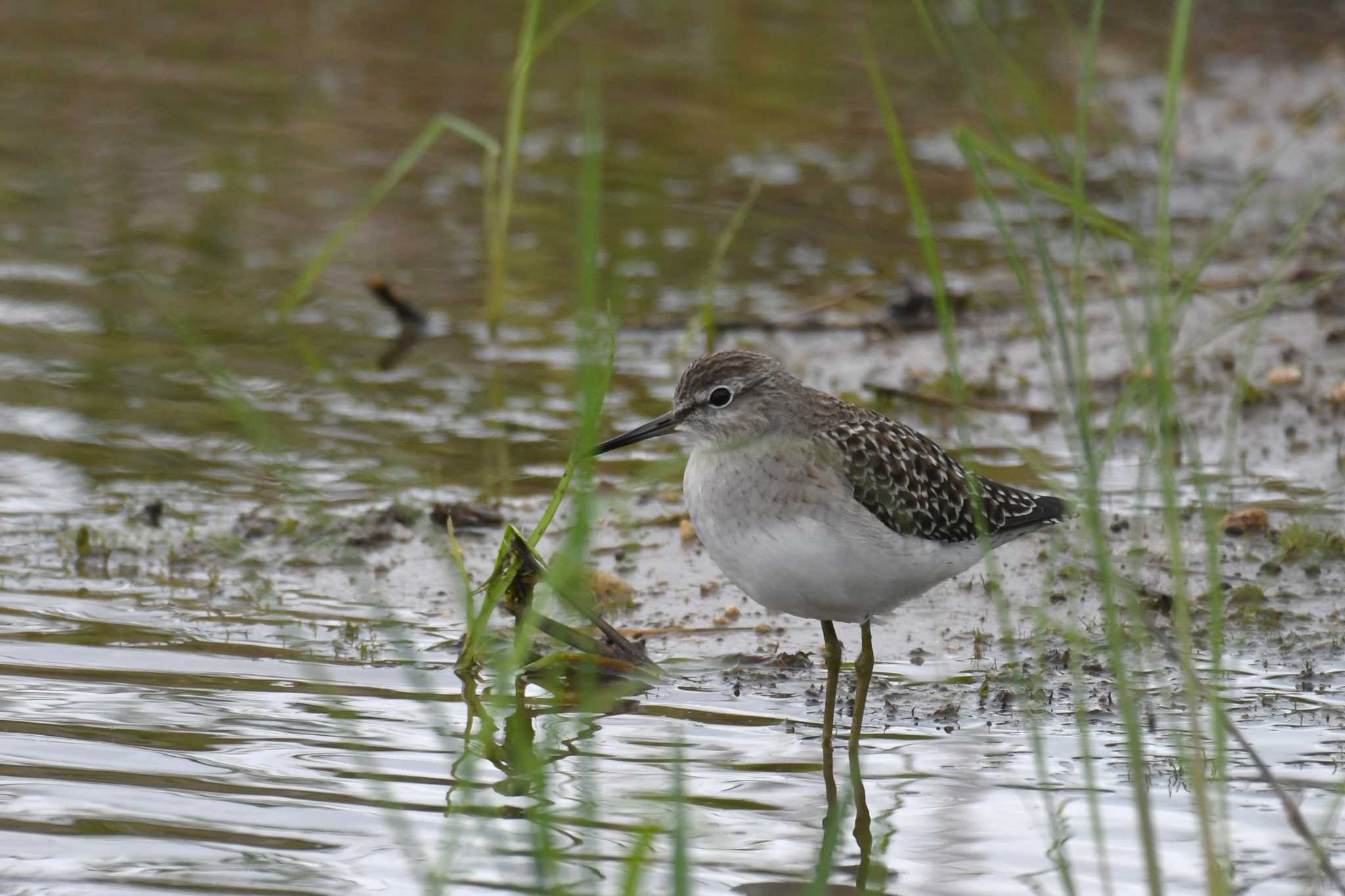 Photo of Wood Sandpiper at Iriomote Island(Iriomotejima) by 岸岡智也