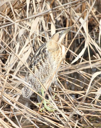 Eurasian Bittern 滋賀県東近江市 Sat, 3/16/2024