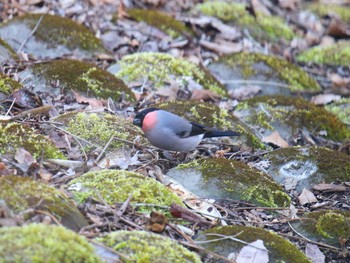 Eurasian Bullfinch(rosacea) Hayatogawa Forest Road Sat, 3/16/2024