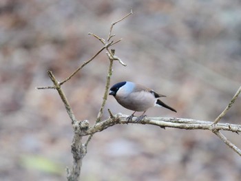 Eurasian Bullfinch(rosacea) Hayatogawa Forest Road Sat, 3/16/2024